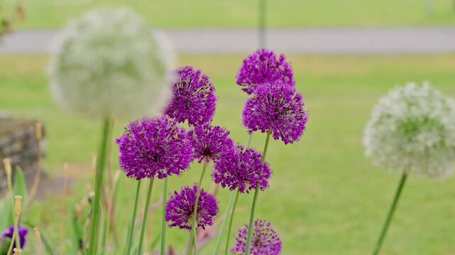 Close-up view of purple allium spherical flower clusters on tall green stalks in a sunlit garden. Several white allium blooms and a grassy lawn appear softly
