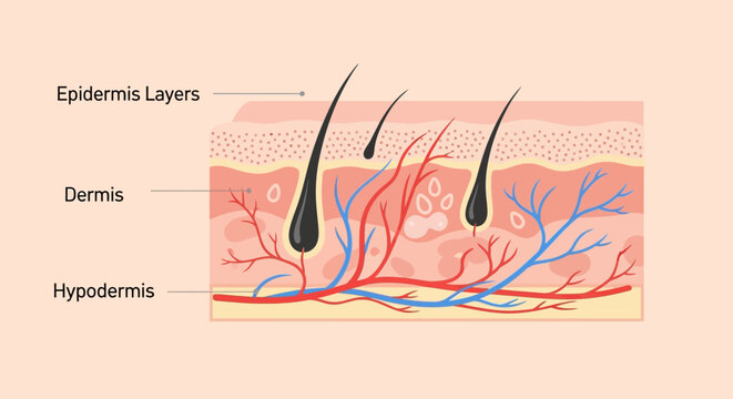 Detailed diagram of human skin layers including epidermis, dermis, and hypodermis