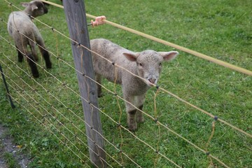 sheep and lambs © Best