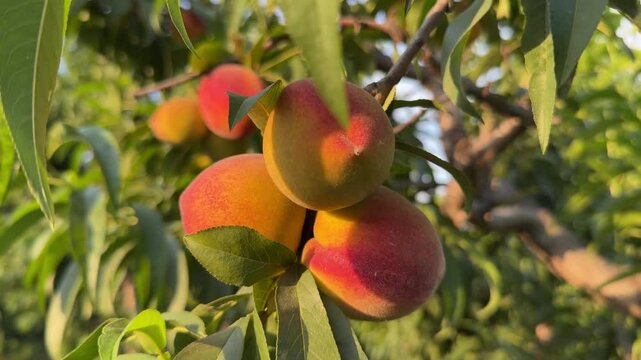 A cluster of ripe peaches (Prunus persica) glowing on a tree branch in Khyber Pakhtunkhwa.