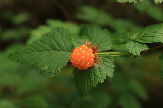 Orange Salmonberry Fruit (Rubus spectabilis) Growing Wild in the Pacific Northwest