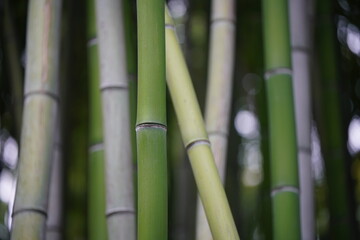 Obraz premium The Stem Details of Chinese Bamboo 