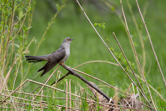 Common Cuckoo - Cuculus canorus, beautiful popular forest bird with unique song from European forests and woodlands, Poland.