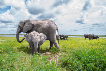 Obraz premium African elephant with a calf at a mud hole Chobe National Park