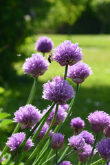 Obraz premium Close-up of purple chive blossoms (Allium schoenoprasum) blooming in a green garden with a honeybee collecting pollen.
