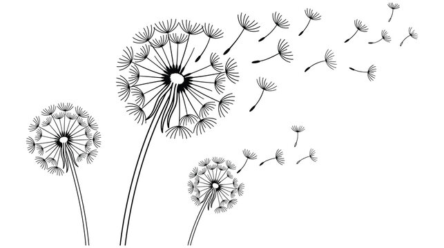 Monochrome dandelion flowers blowing seeds in wind on white background art.