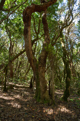 Fototapeta premium Ancient laurisilva trees in Anaga