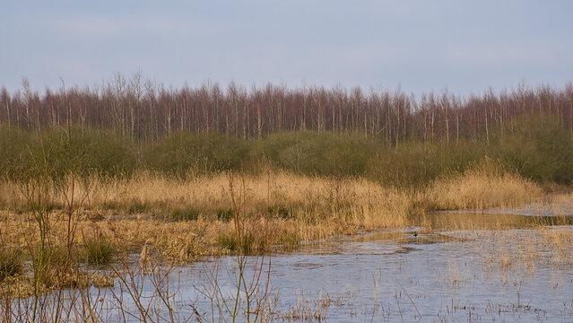 Winter Wetlands with golden reed and willow and silver birch trees in Gentbrugse meersen nature reserve, Ghent, Flanders, Belgium 