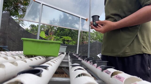 Urban farming activity, close up of a man managing a home hydroponic system