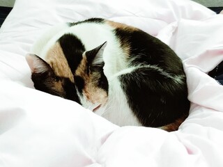Calico Cat Curled Up Sleeping on White Blanket © Linbay