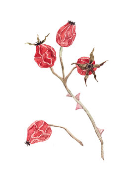 Watercolor illustration of rosehip branch with berries. Hand painted autumn botanical element isolated for natural floral compositions and design projects