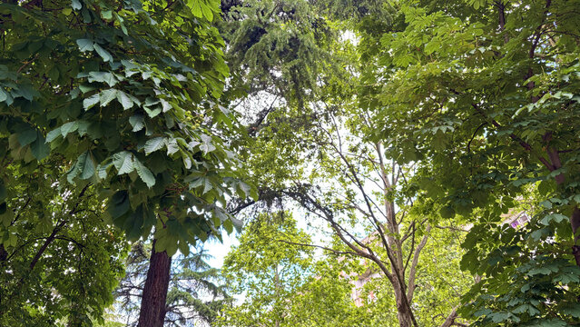 Low angle look up view of lush green deciduous and conifer tree crowns forming a dense canopy under a bright sky in summer
