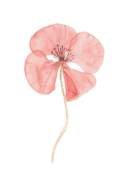Hand painted watercolor illustration of dried poppy flower. Botanical herbarium style isolated floral element for design, decoration and natural compositions