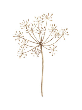 Hand painted watercolor illustration of dill umbels. Fresh herbal botanical element for kitchen design, packaging, menu and rustic natural compositions