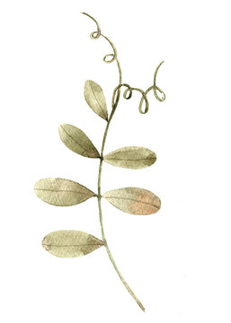Delicate watercolor illustration of sweet pea vine leaves with curling tendrils