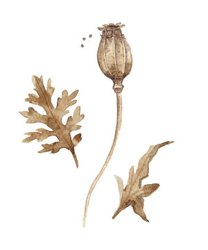 Watercolor botanical illustration of poppy seed pod with leaves. Hand painted herbarium element isolated on white