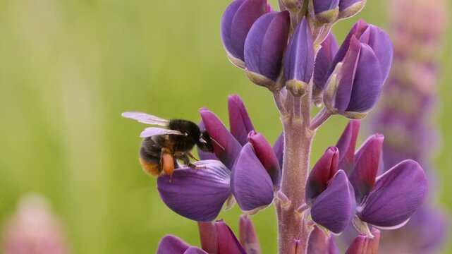 Slow motion of a close-up view of a bee on vibrant purple flowers, showcasing the beauty of nature and the importance of pollination in maintaining ecological balance and biodiversity.