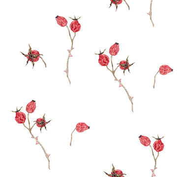 Seamless watercolor pattern with rosehip branches and berries. Natural autumn botanical composition