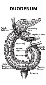 Anatomical diagram of the human duodenum structure.