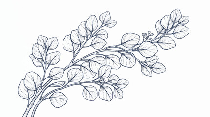 Delicate botanical illustration of eucalyptus leaves on a branch. © azka