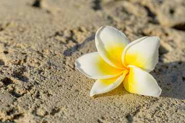 Fototapeta premium Plumeria Flower on Stone in Sunlight