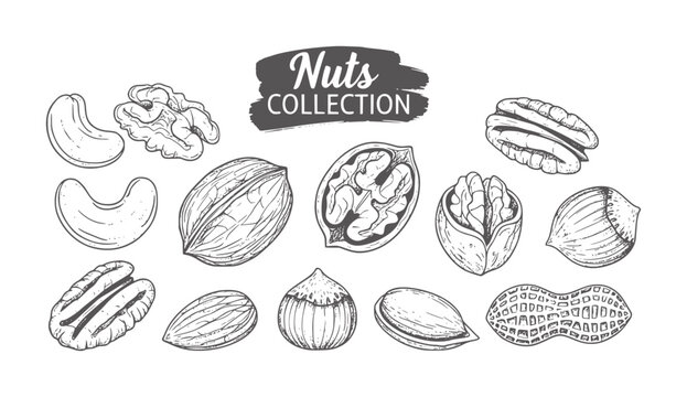 Hand Drawn Collection of Various Nuts and Seeds White cashew walnut pecan