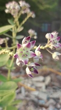 Close up of Calotropis procera or Crown flower with purple white petals in a sunny day