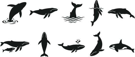 Set of whale silhouette icons isolated on white background. © Fazla Rabbi