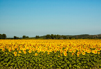 Fototapeta premium Sunflower Field in Luberon Valley France