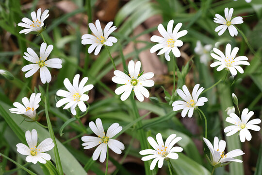 White greater stitchwort wild flowers in a forest in closeup