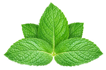 Fresh green mint leaf isolated on transparent background. Mint leaf is raw and isolated. Mint leaf isolated with PNG © URSA Star