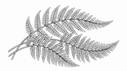 Detailed illustration of two fern fronds on a white background. © azka