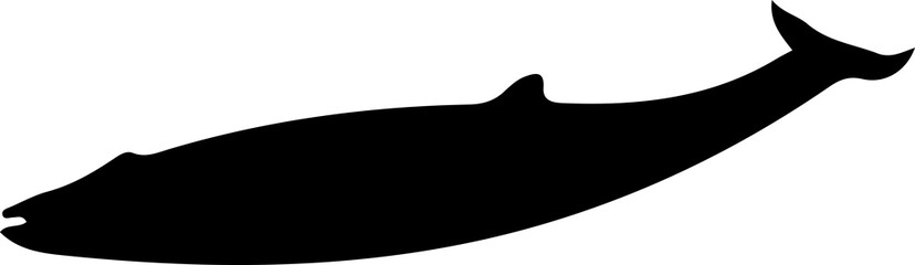 Marine Life and Sea Creatures Silhouette Collection © kihun