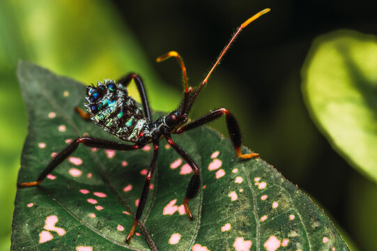 Leaf-legged bug nymph (Acanthocephala terminalis) walking on a leaf

