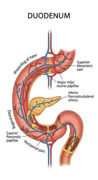Anatomical diagram of the human duodenum structure.