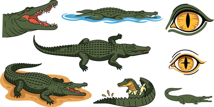 Crocodile and Alligator Wildlife Vector Icon Set with Green Reptiles Swimming Hatching Eggs Eyes and Predator Silhouettes