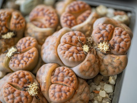 Macro close up of tiny flowers blooming on a lithops living stones cactus.