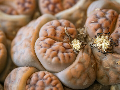 Macro close up of tiny flowers blooming on a lithops living stones cactus.
