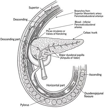 Anatomical diagram of the human duodenum structure.
