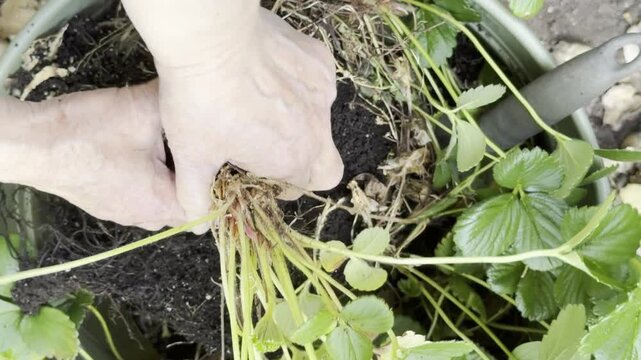 A woman separates container-grown strawberry plants