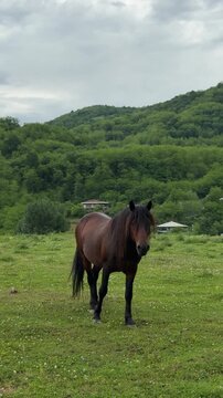 Funny horse laughing with open mouth on green mountain meadow