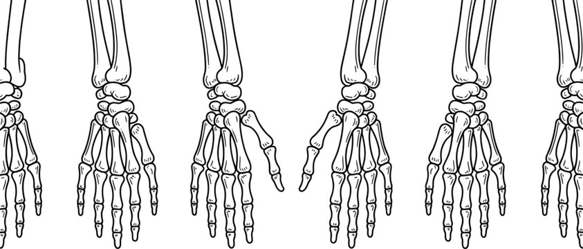 Minimalist anatomical human hand skeleton line art border with detailed bone structures in a clean and clinical pattern.