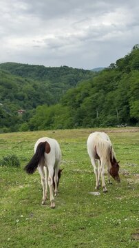 Two pinto horses grazing on green mountain meadow, back view