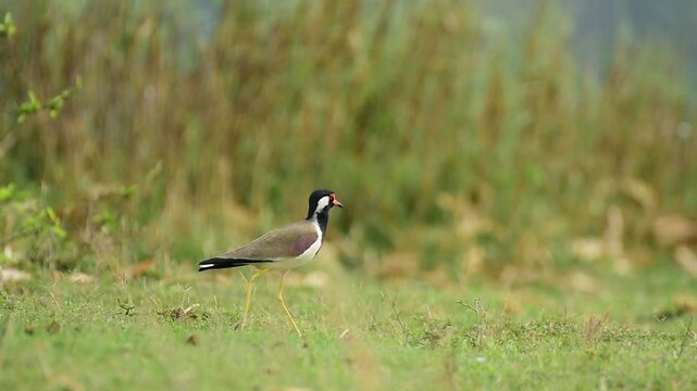 red wattle lapwing bird in habitat