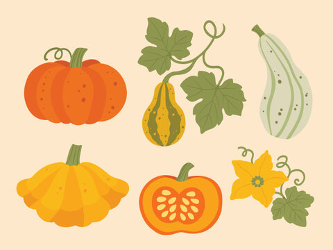 Flat vector set of autumn pumpkins and gourds including orange pumpkin, striped ornamental gourd, bottle gourd, pattypan squash, and pumpkin half. Cozy harvest vegetable collection for Thanksgiving cl