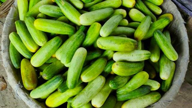 Fresh Green Pointed Gourd Vegetable Display at Local Market in Bangladesh Agriculture Footage