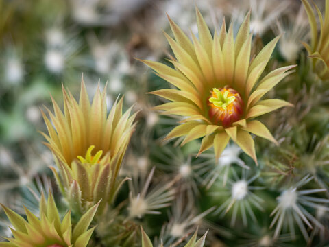 Beautiful yellow flower blooming on a cactus.