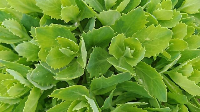 Fresh green stonecrop sedum leaves growing in a garden, succulent foliage texture, natural botanical pattern.