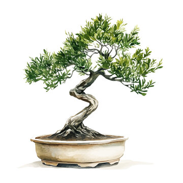 Podocarpus Bonsai, illustration watercolor, vector isolated on a white background.
