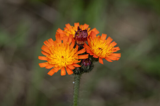 Macro detail of orange hawkweed flowers outdoors in nature.